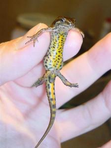 Triturus vulgaris