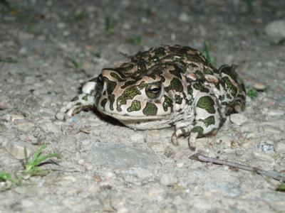 Rupūžiukė