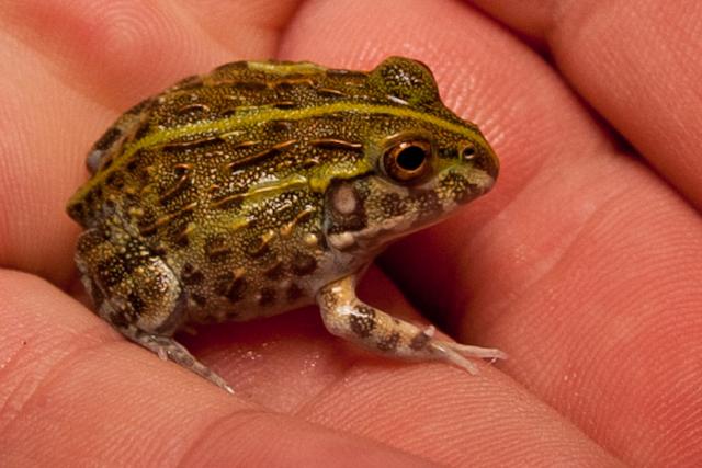 Pyxicephalus adspersus