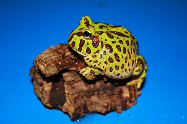 Ceratophrys cranwelli