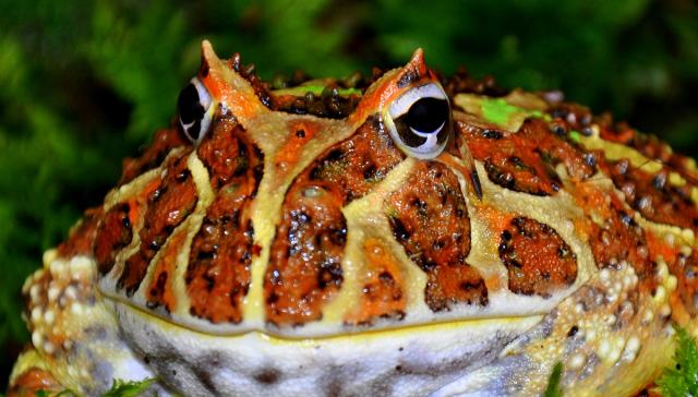 Ceratophrys cranwelli