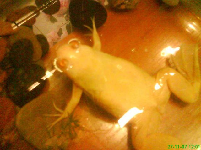Xenopus laevis