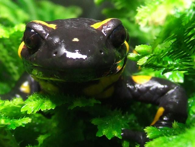 Salamandra