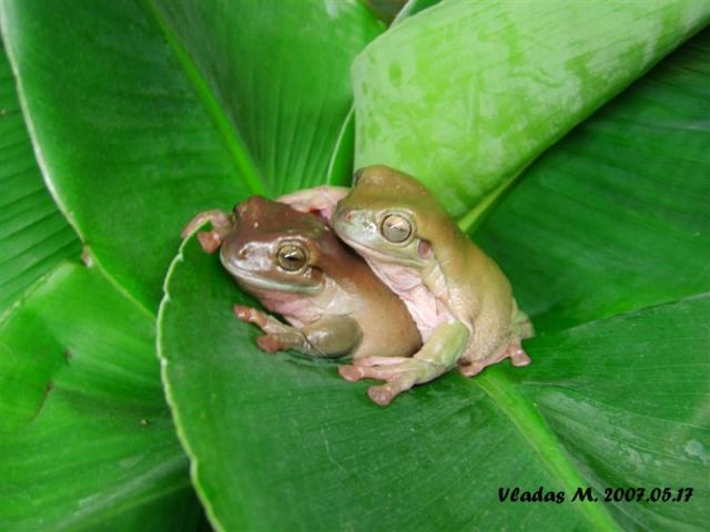 Litoria caerulea