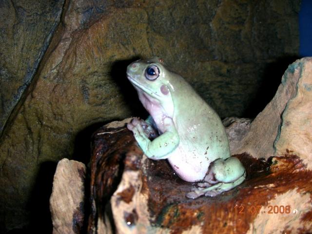 Litoria caerulea (Vaito medvarlė)