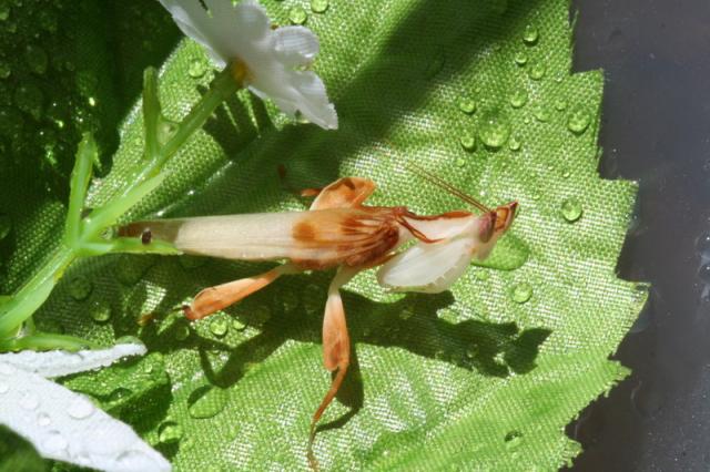 Hymenopus coronatus