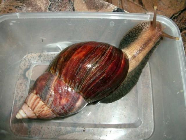 Achatina fulica