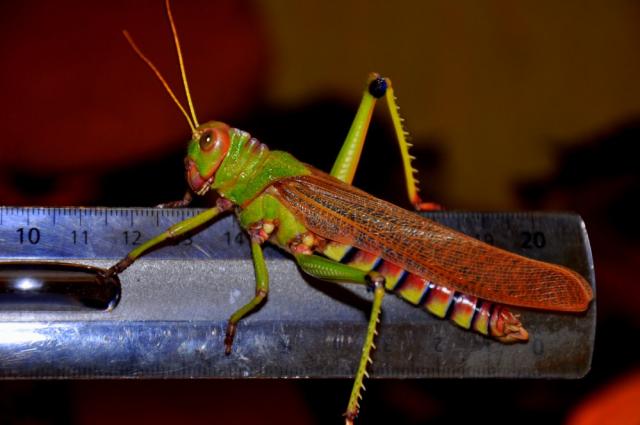 Tropidacris violaceus