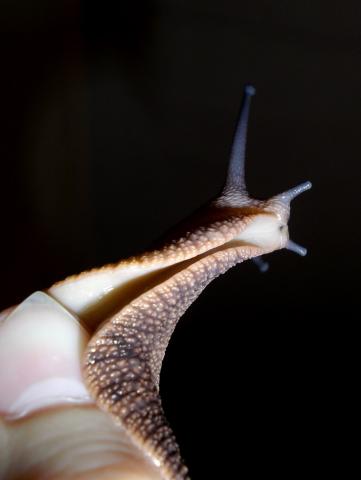 Achatina