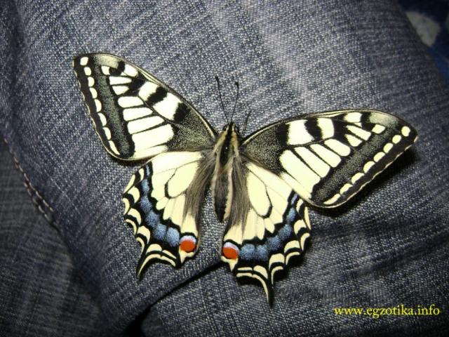 Machaonas (Papilio machaon)