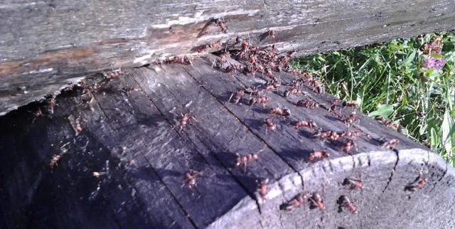 Estiškos skruzdėlės