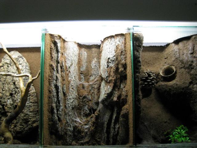 Nauji Heteroscodra maculata namai