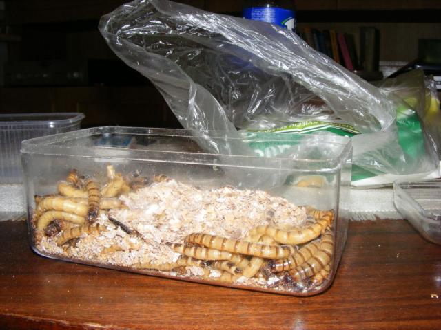 Zoofobusas