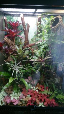 Terariumas su phelsuma lineata 