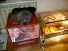 dsc03565_t1.jpg