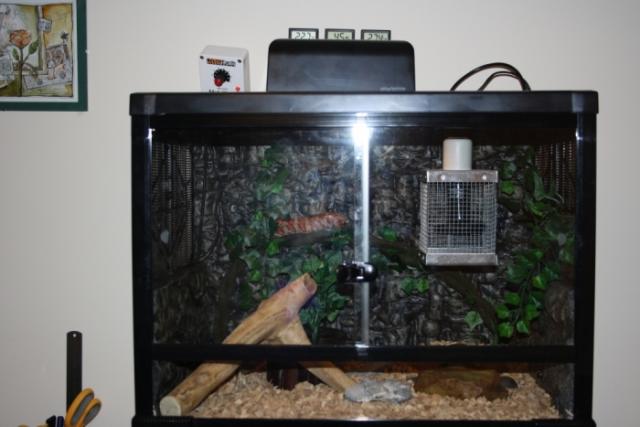 Pantherophis guttatus namai