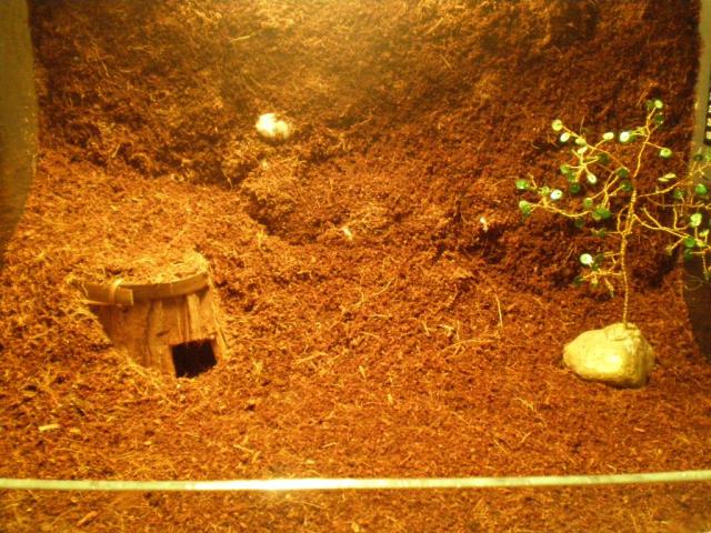 Nauji B.albopilosum namai :)