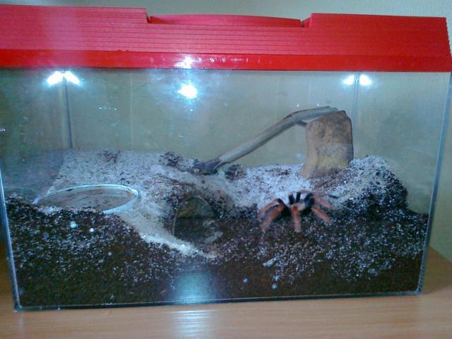 B. boehmei terariumas