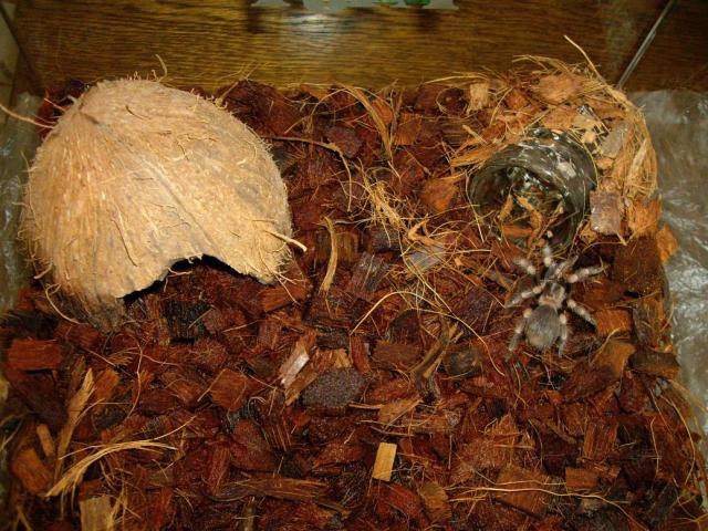 B. smithi