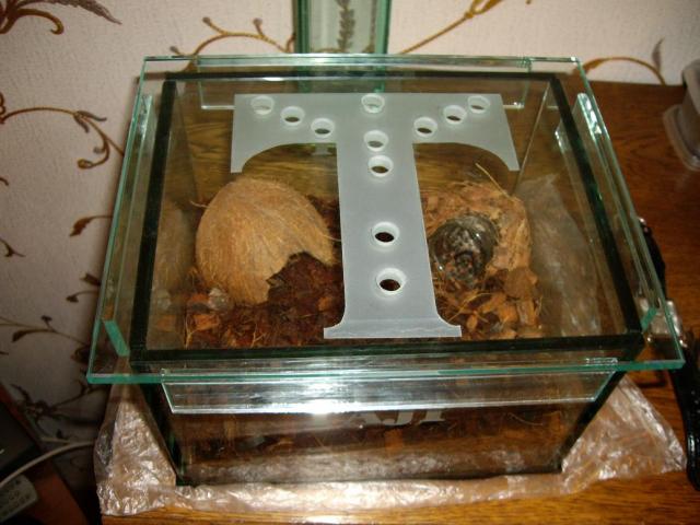 B. smithi terariumas