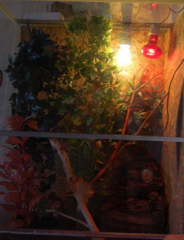 Chameleono terariumas