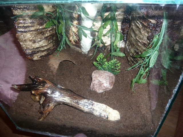 Terariumas1