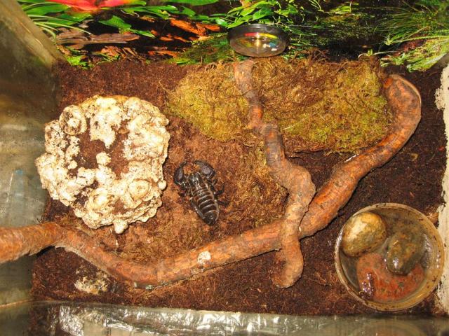 Pandinus imperator namai