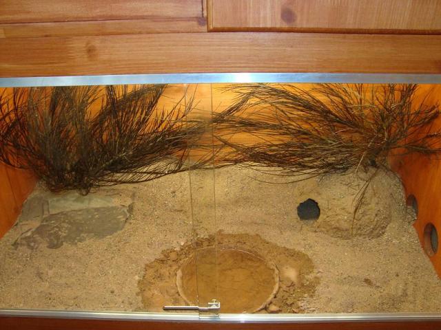 Teras