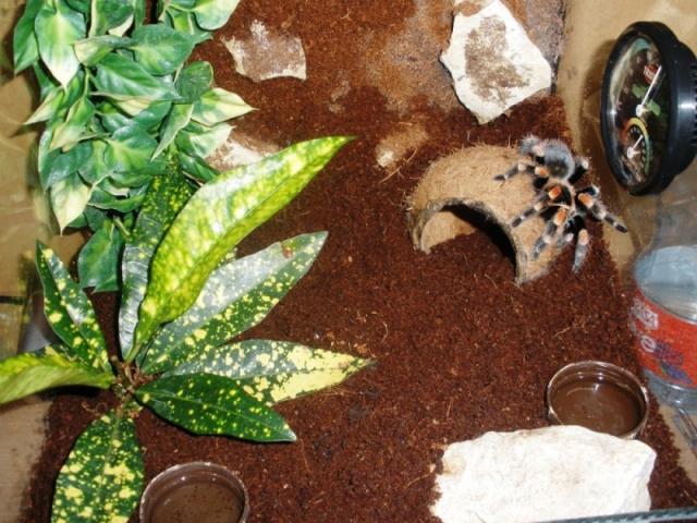 Naujas B.Smithi terariumo dizainas