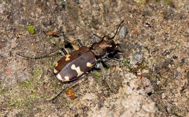 Cicindela soluta