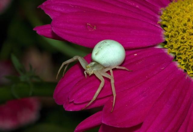 Misumena vatia
