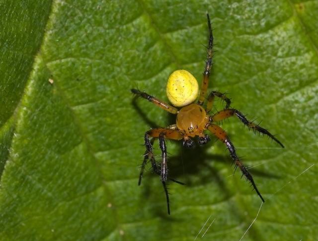 Araniella cucurbitina