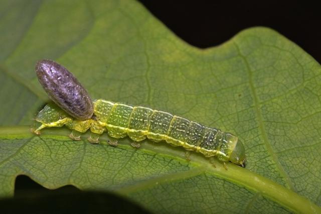 Pseudoips prasinana