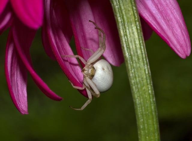 Misumena vatia
