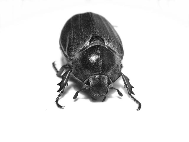 Paprastasis grambuolys