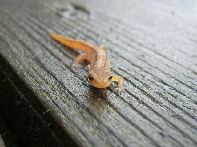 Triturus vulgaris