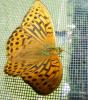 20080720-123108_t1_1.jpg