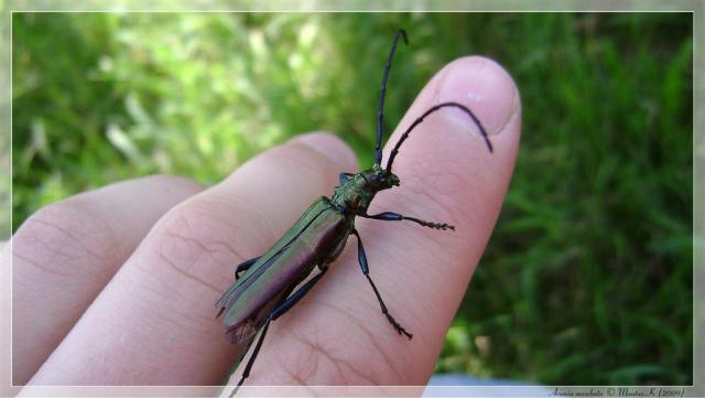 Aromia moschata