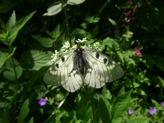 Juodasis apolonas (Parnassius mnemosyne)