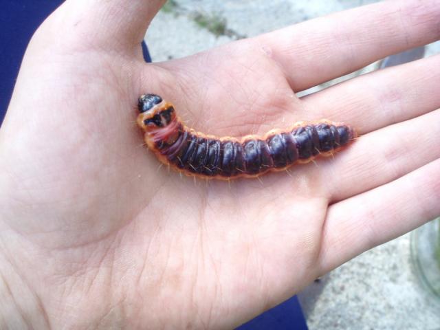 cossus cossus