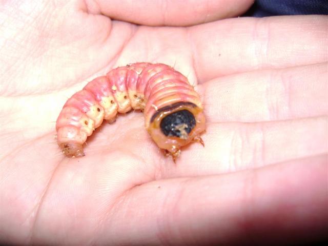 Cossus cossus