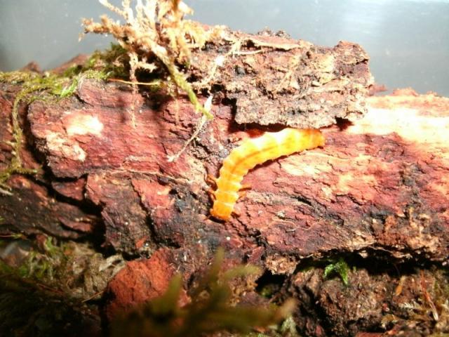Cucujus haematodes