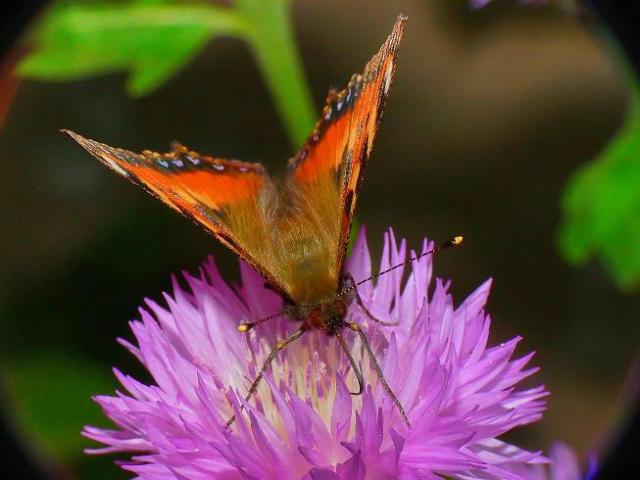 buterfly1