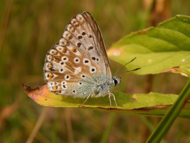 Stepinis melsvys (Polyommatus coridion)