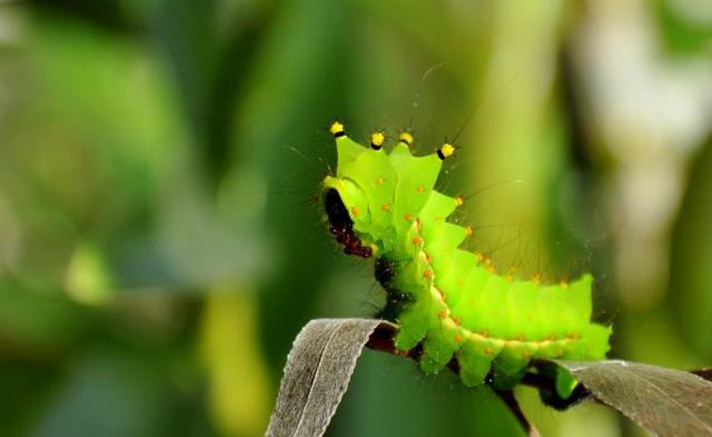 Actias selene
