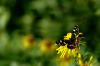 dsc_7328_t1.jpg