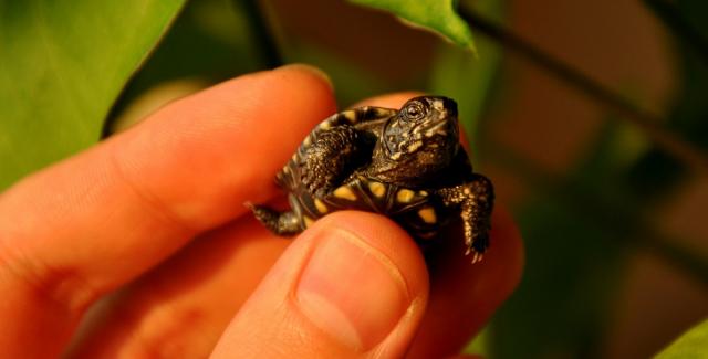 Balinis vėžlys (Emys orbicularis)