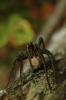 dsc_9500_filtered_1_t1.jpg