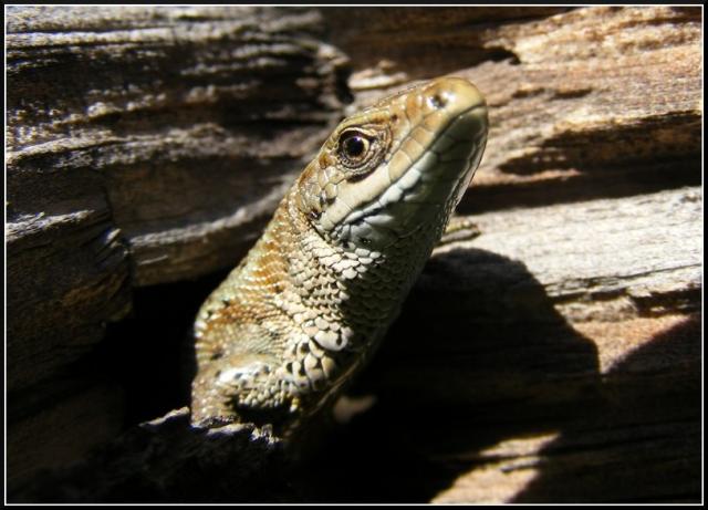 Gyvavedis