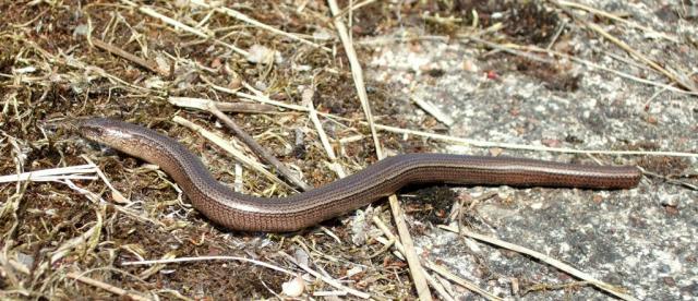 Gluodenas